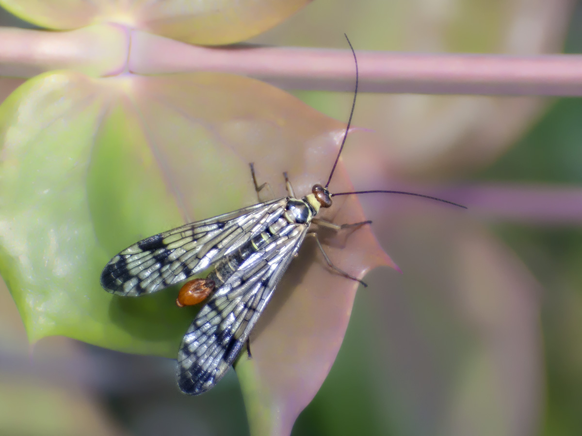 Panorpa cognata maschio